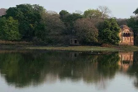 Bengal tiger among the flora of Ranthambore National Park