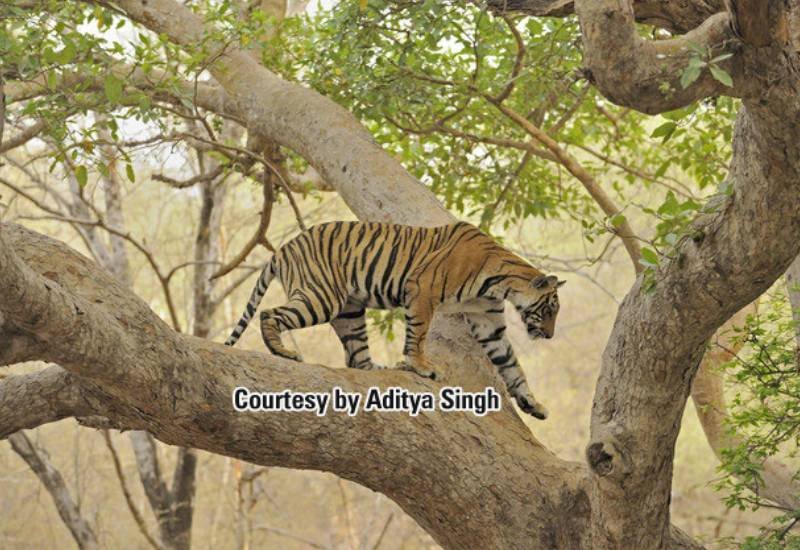 Bina Two — Ranthambore tiger safari photo