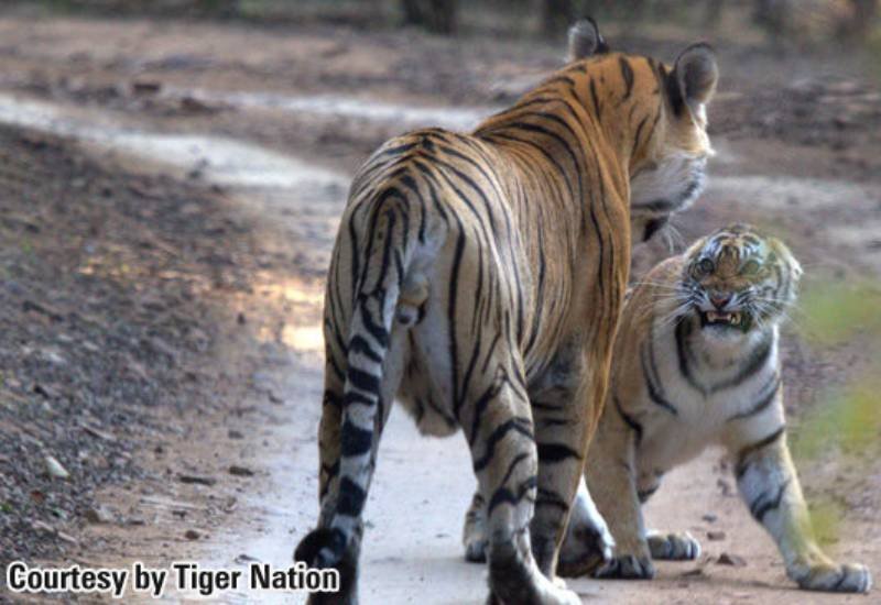Bina One — Ranthambore safari gallery photo