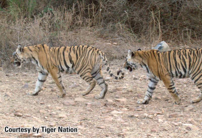 Bina One — Ranthambore safari gallery photo
