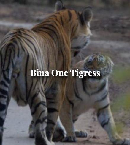 Bina One — Ranthambore tiger safari photo