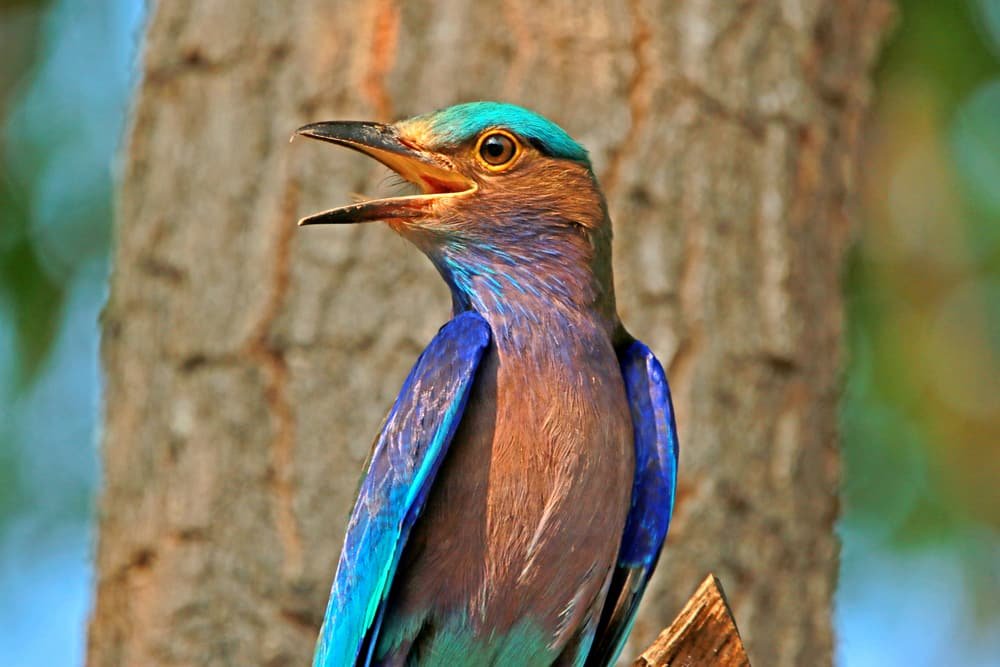 Indian Roller bird spotted on a Ranthambore National Park birding safari