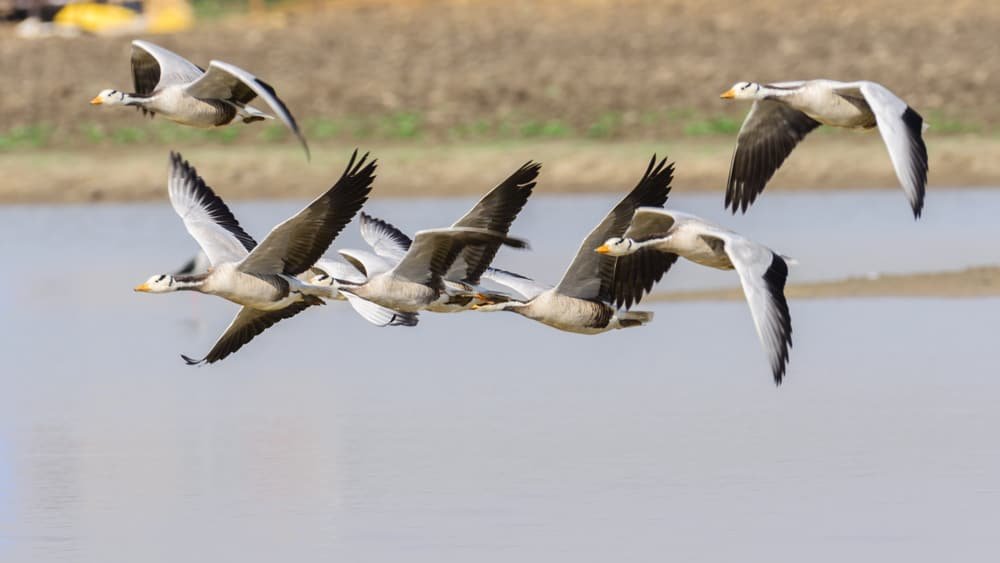 Bar-headed geese in flight over a misty wetland near Ranthambore, part of the park's 300+ bird species