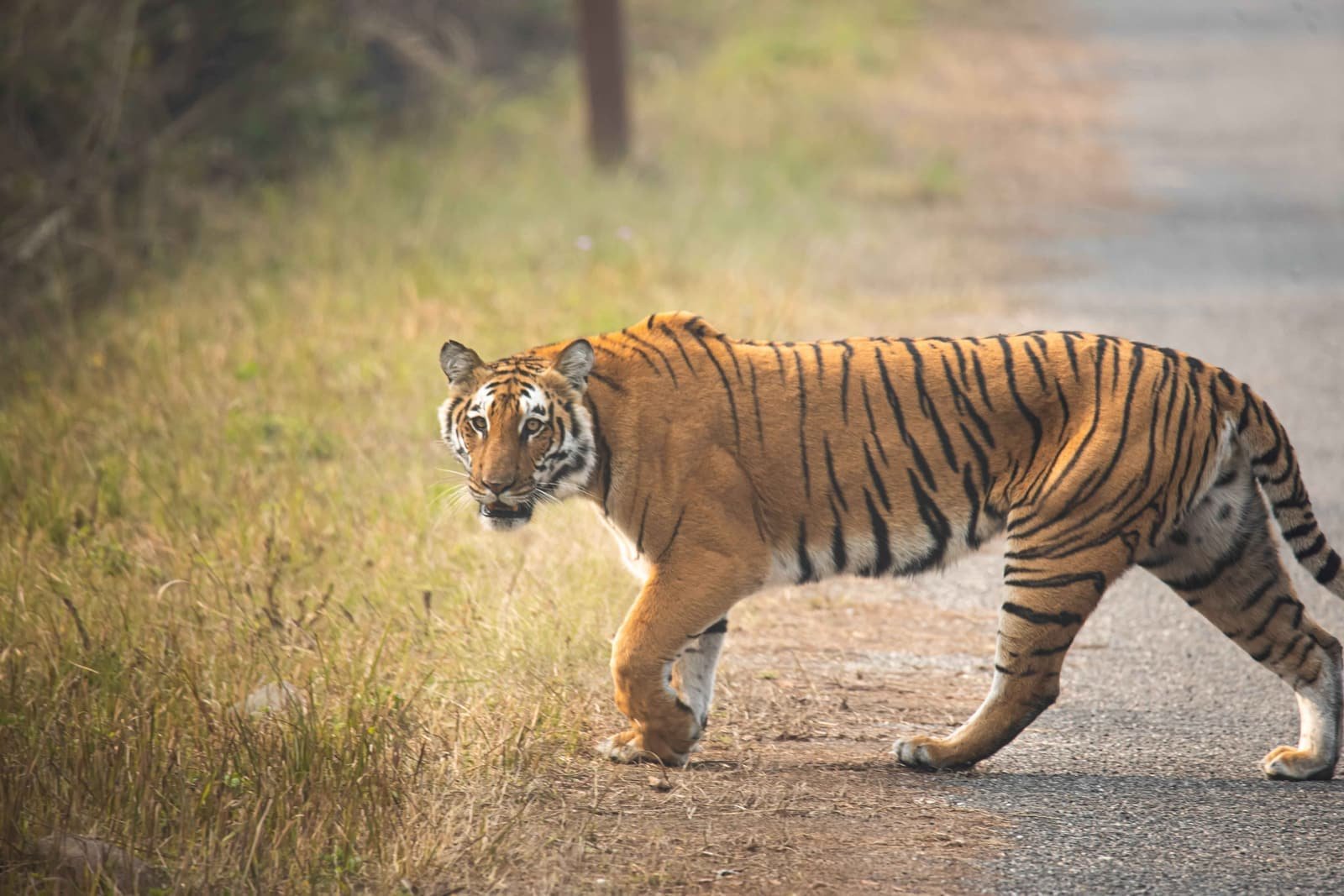 A Bengal tiger prowling quietly through Ranthambore National Park