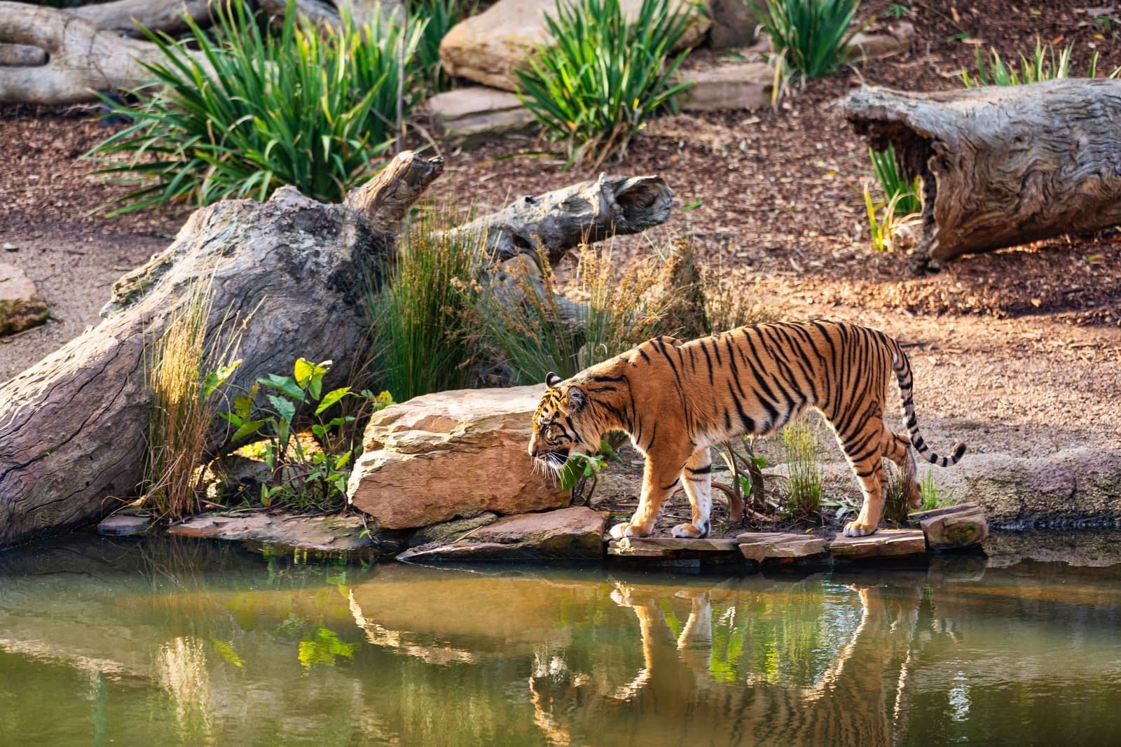 Increasing tiger activity in Ranthambore Tiger Reserve 2026