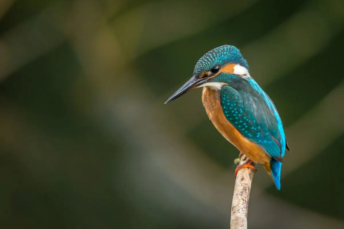 Illustrative photo: kingfisher on a branch (not taken in Zone 6)