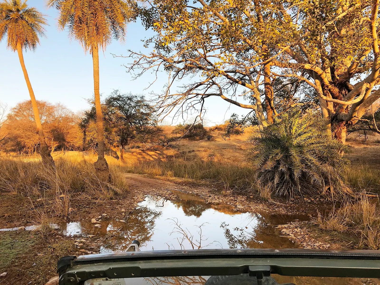 Open safari jeep on a jungle road on the way to Ranthambore National Park