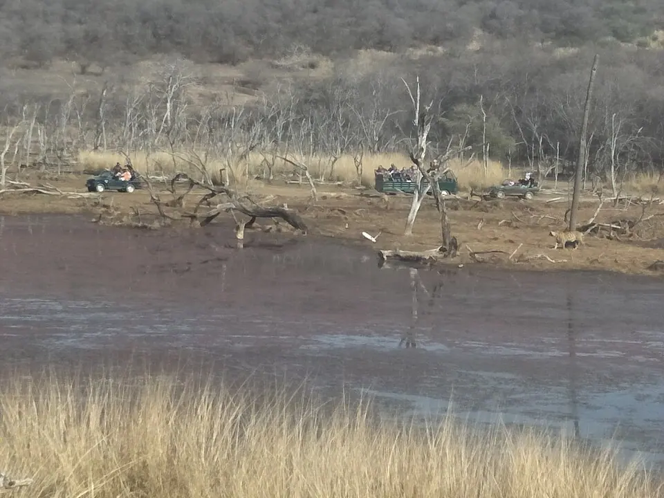 Forest trail inside Ranthambore National Park