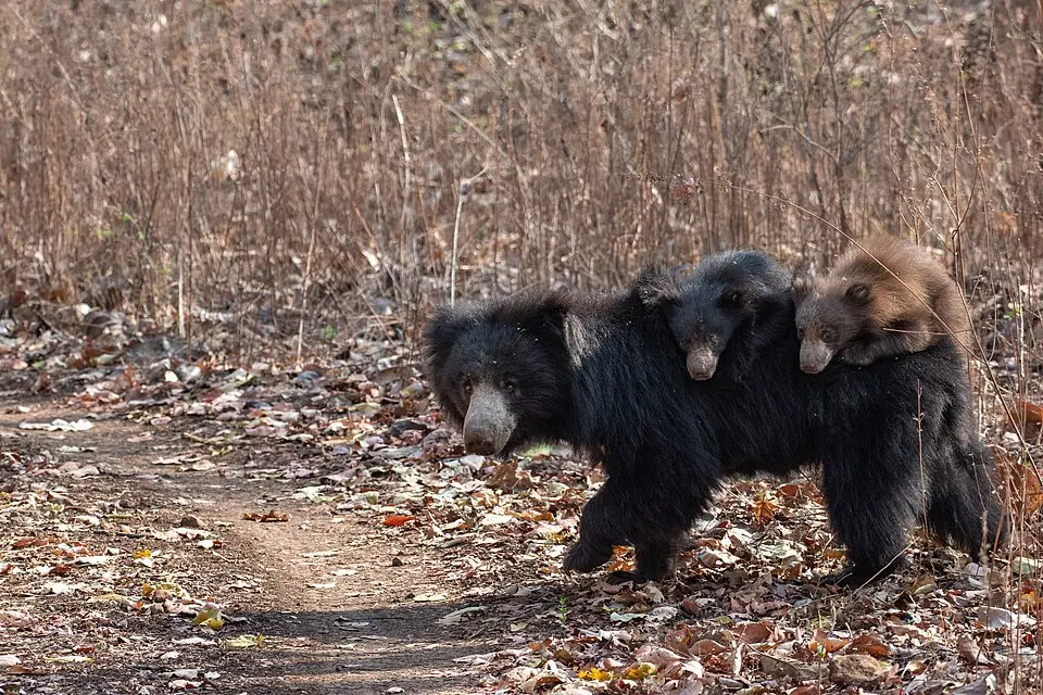 Illustrative photo: sloth bear with cubs, taken at Bor Tiger Reserve, Maharashtra (not Ranthambore)