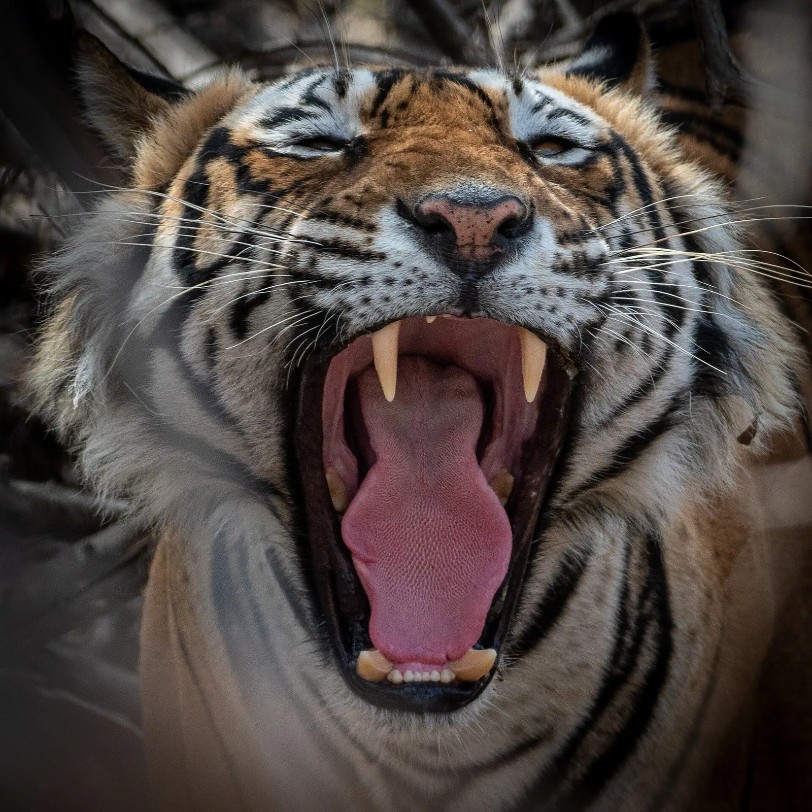 Royal Bengal Tiger in Ranthambore National Park safari zones