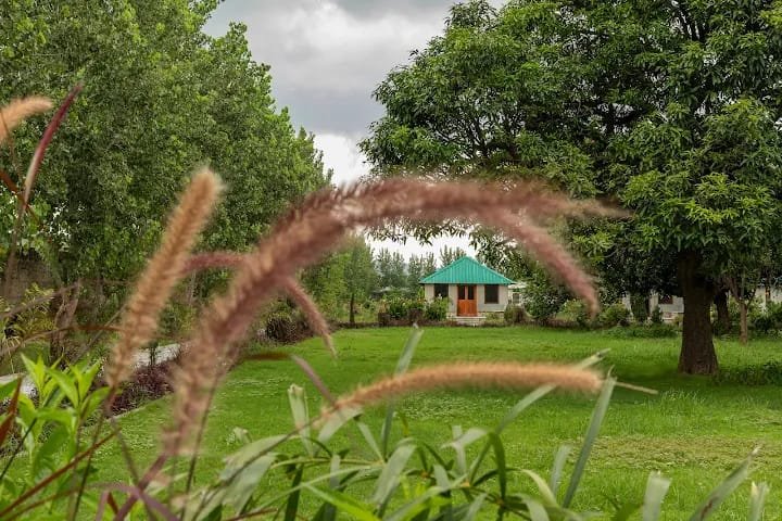Zana forest Resort — Sawai Madhopur photo 3