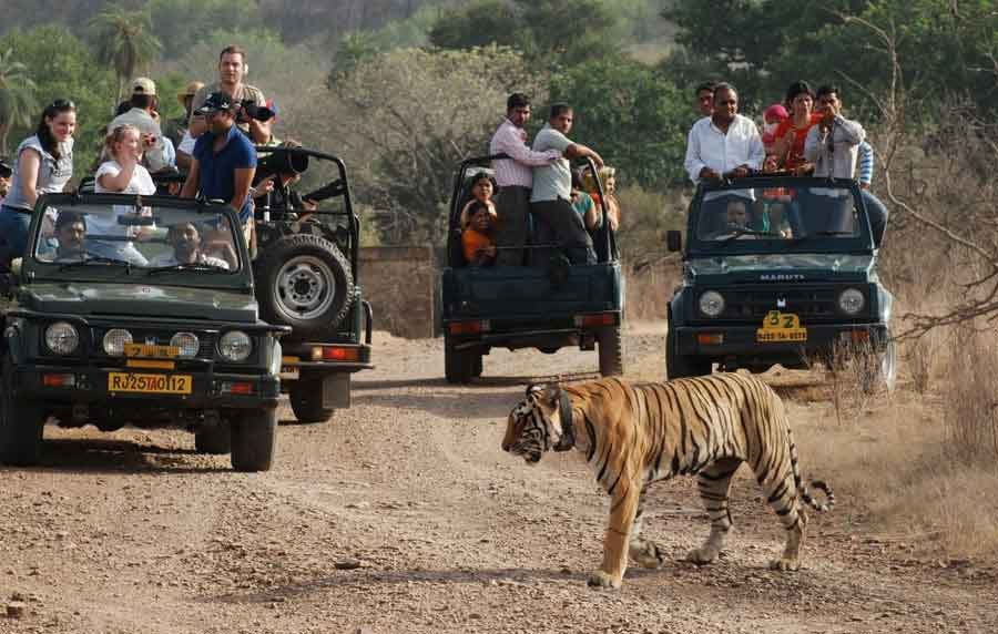 Jeep Safari (Indian) — Ranthambore safari vehicle