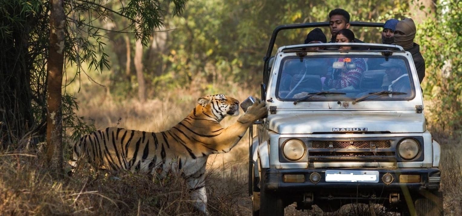 Jeep Safari (Foreigner) — Ranthambore safari vehicle