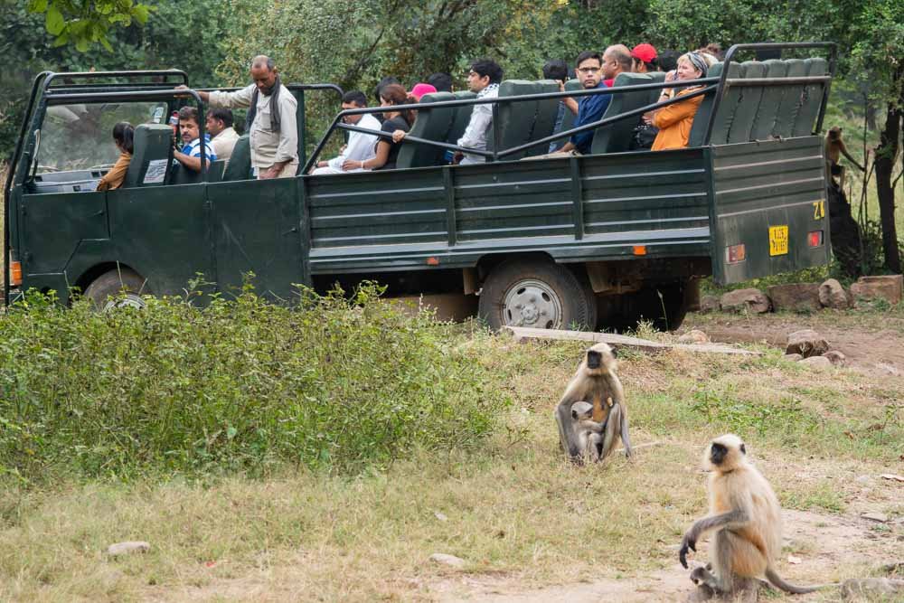 Canter Safari (Foreigner) — Ranthambore safari vehicle