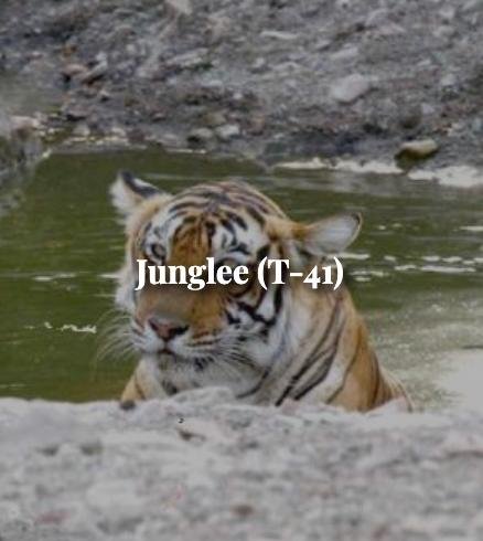 Junglee — Ranthambore tiger safari photo