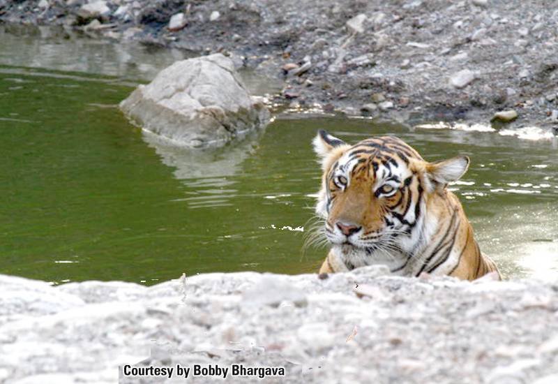 Junglee — Ranthambore safari gallery photo