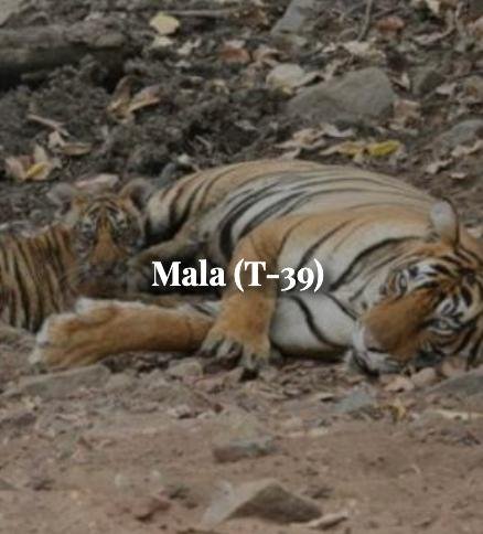 Mala — Ranthambore tiger safari photo