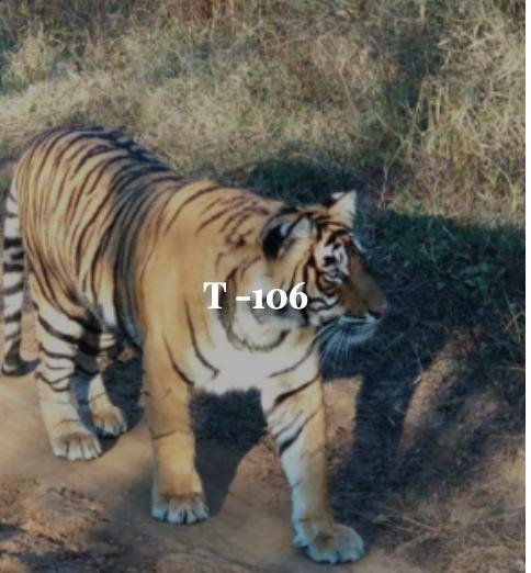 aka MT-2 — Ranthambore tiger safari photo