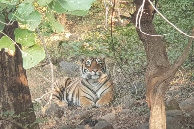 aka MT-2 — Ranthambore safari gallery photo