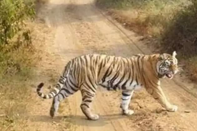 aka MT-2 — Ranthambore safari gallery photo