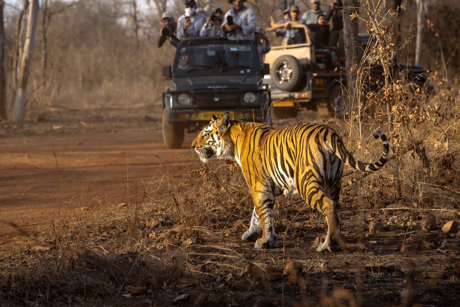 Tiger walking along a forest track while safari jeeps wait behind it
