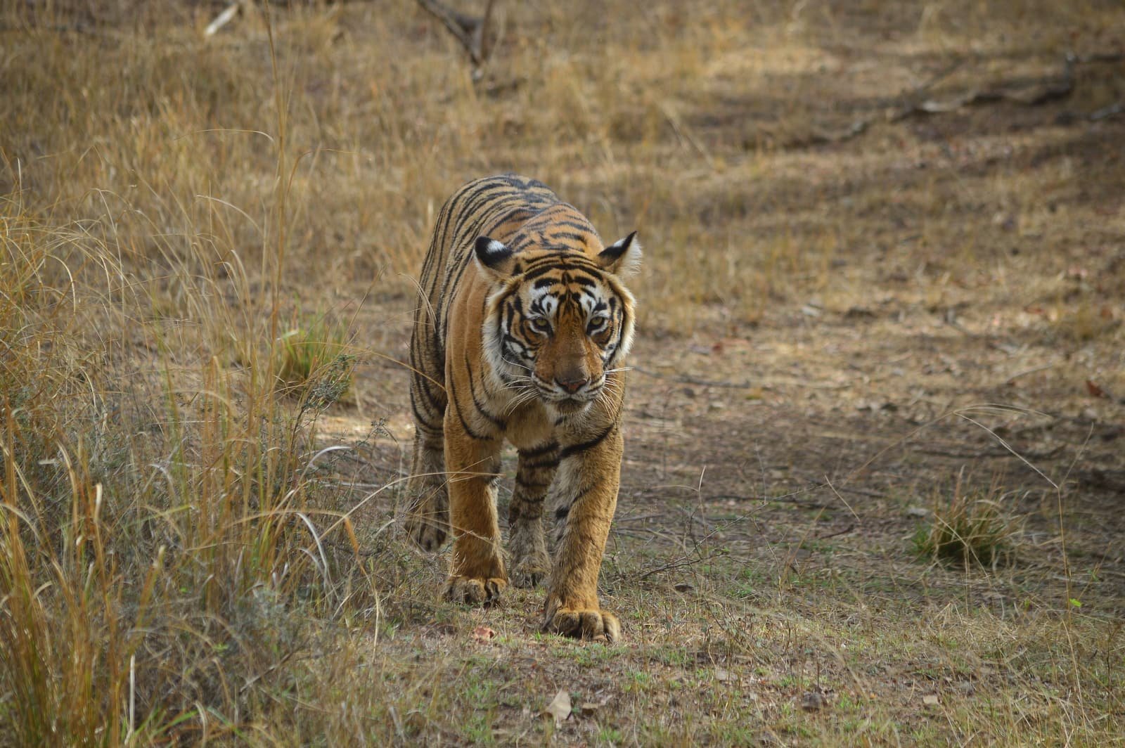 Tiger walking towards the camera through dry grass on a forest trail