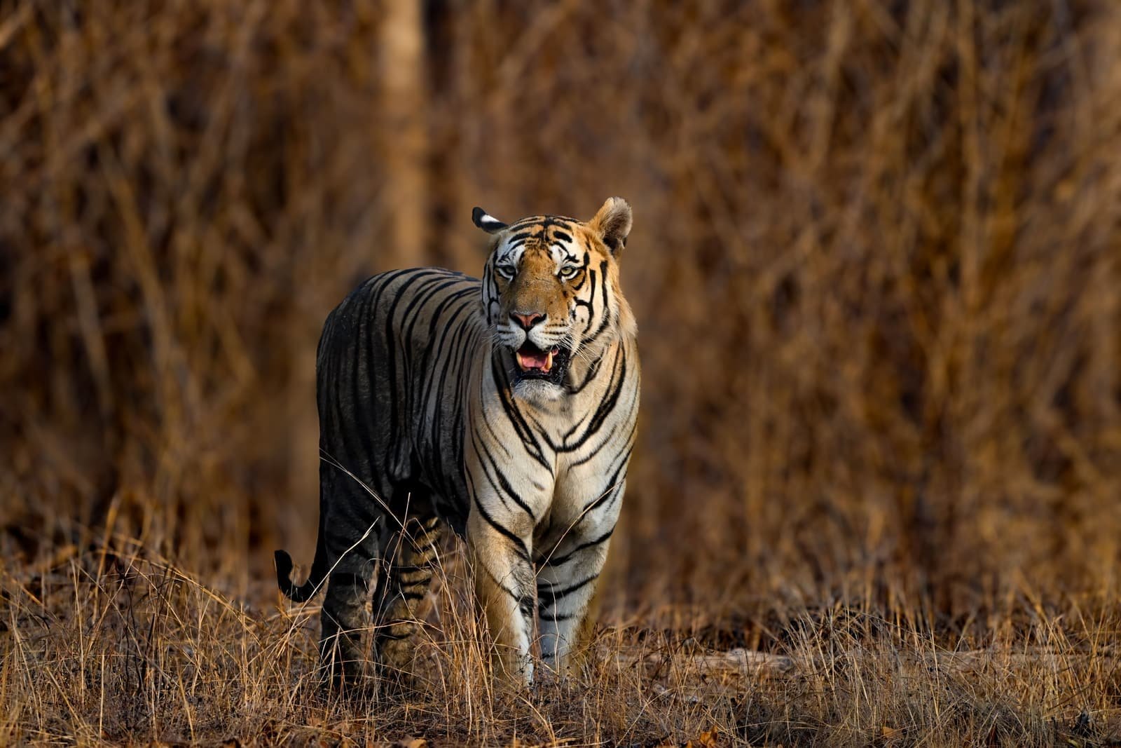Tiger standing in tall golden grass with its mouth open