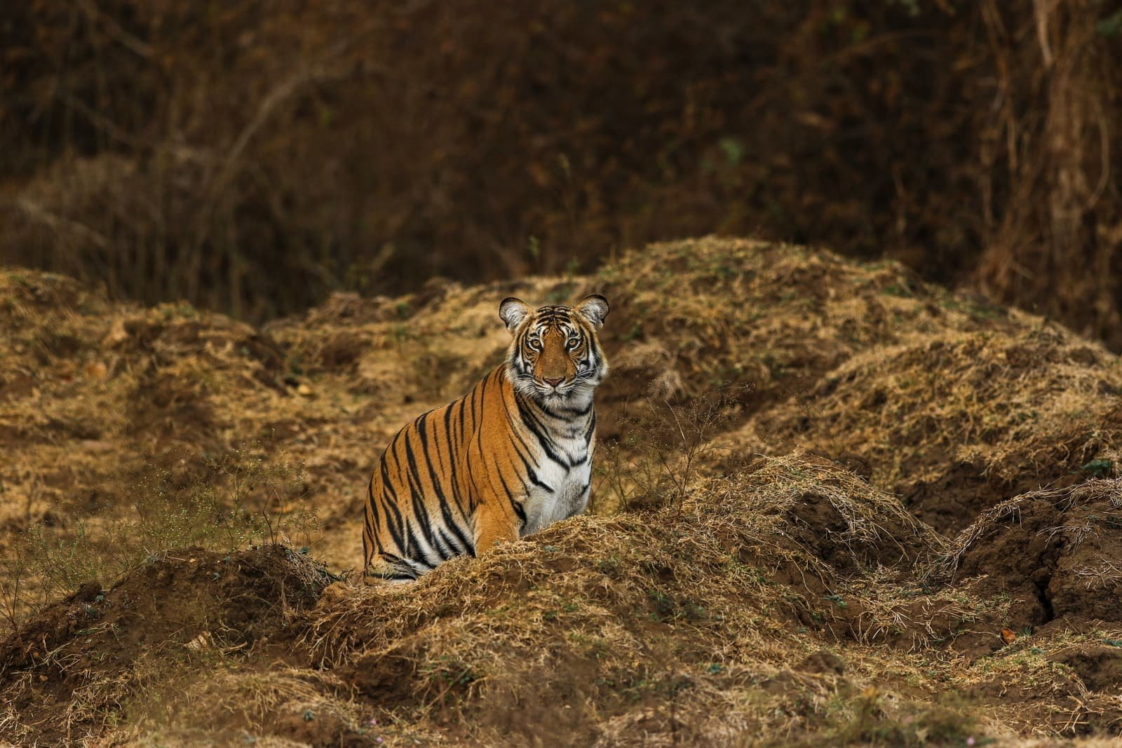 Young tiger sitting on a mound of dry grass looking at the camera