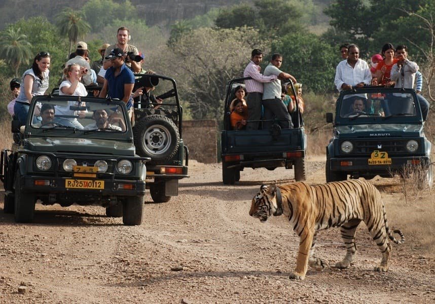 Open safari jeep touring the forest in Ranthambore National Park