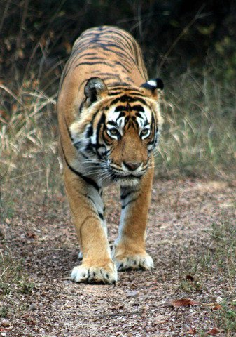 Jhumroo — Ranthambore tiger safari photo