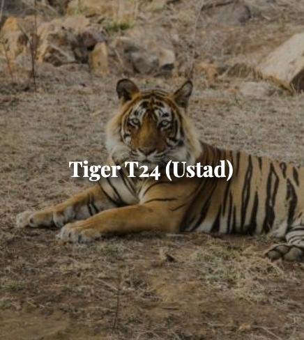 Ustad — Ranthambore tiger safari photo