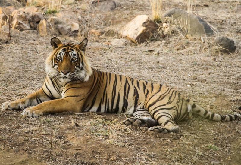 Ustad — Ranthambore safari gallery photo