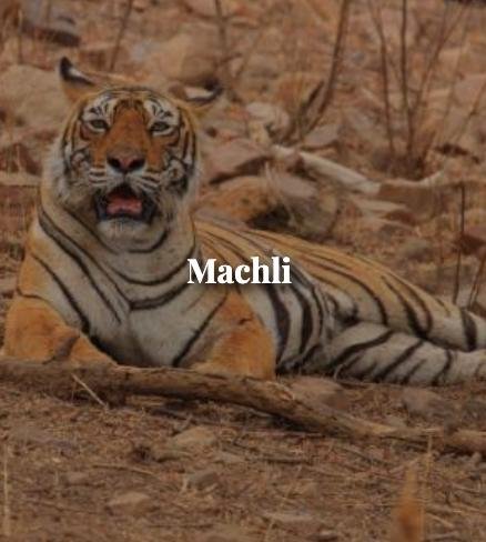 Machli — Ranthambore tiger safari photo