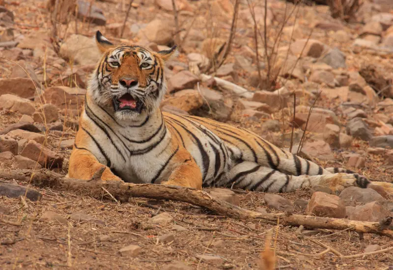 Machli — Ranthambore safari gallery photo