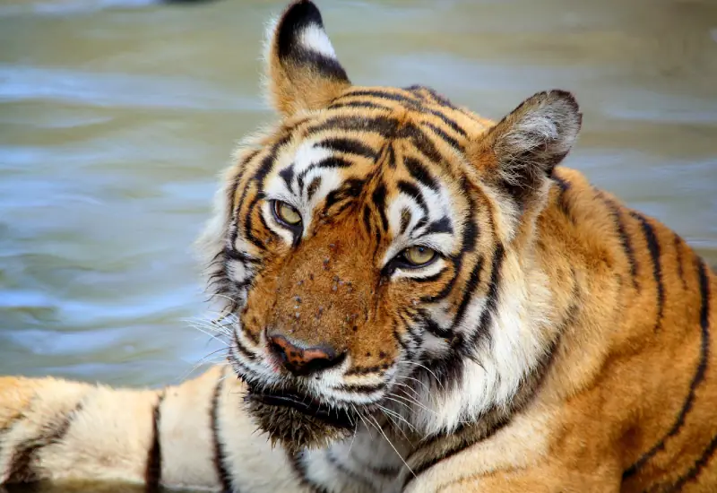Machli — Ranthambore safari gallery photo