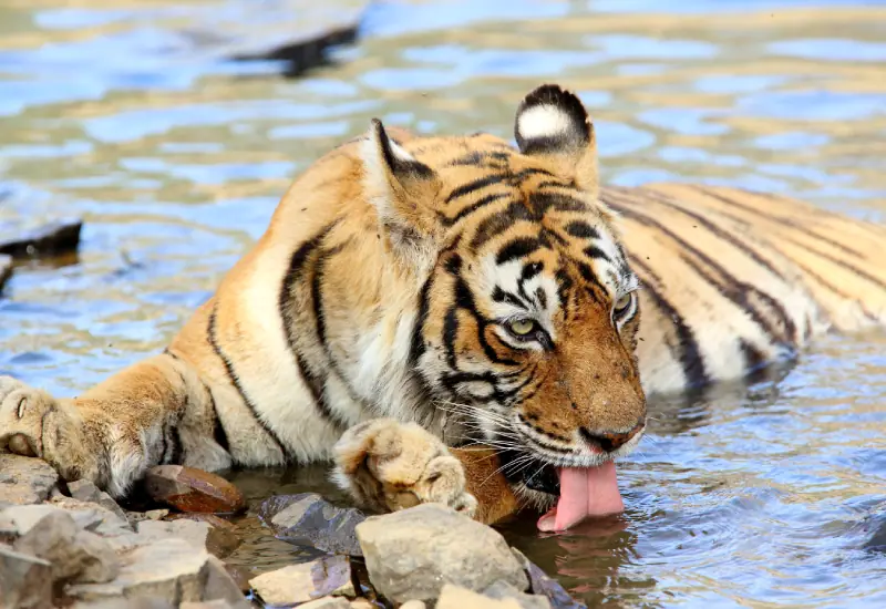 Machli — Ranthambore safari gallery photo