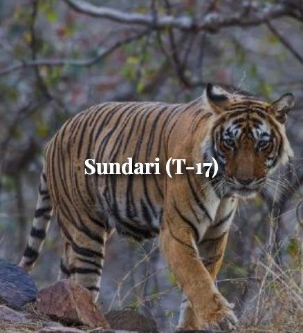 Sundari — Ranthambore tiger safari photo