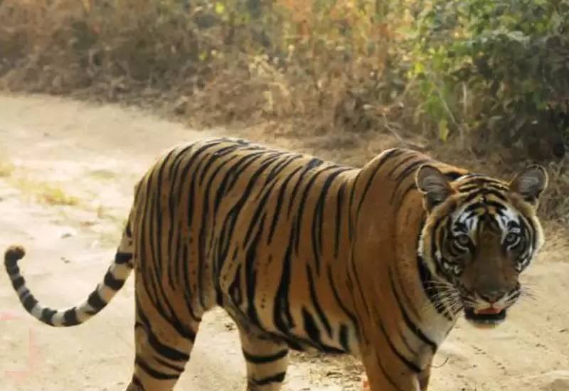 Tiger sighting near Trinetra Ganesh Temple road Ranthambore National Park