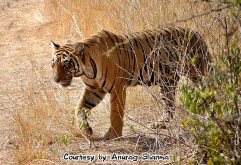 Sundari — Ranthambore safari gallery photo