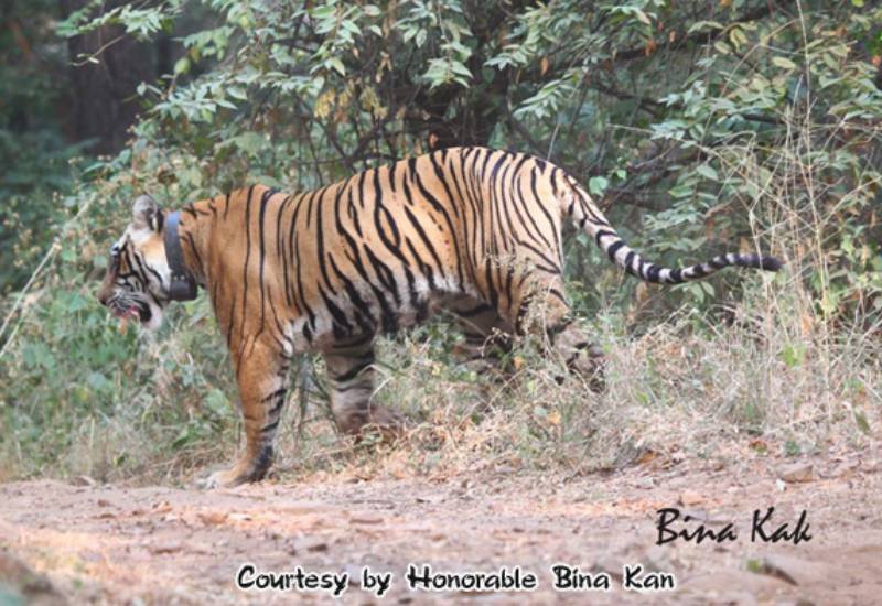 Sundari — Ranthambore safari gallery photo