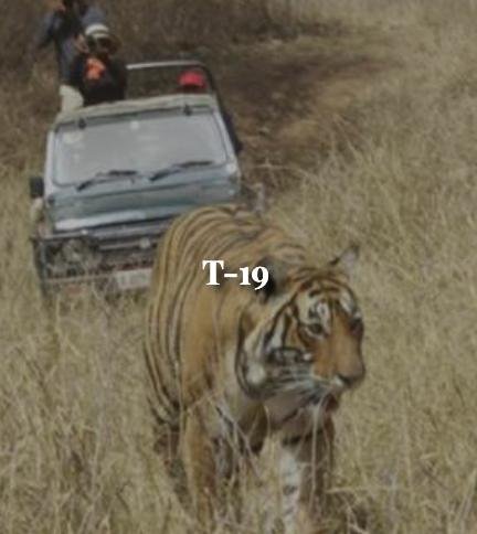 Jhalra Female — Ranthambore tiger safari photo
