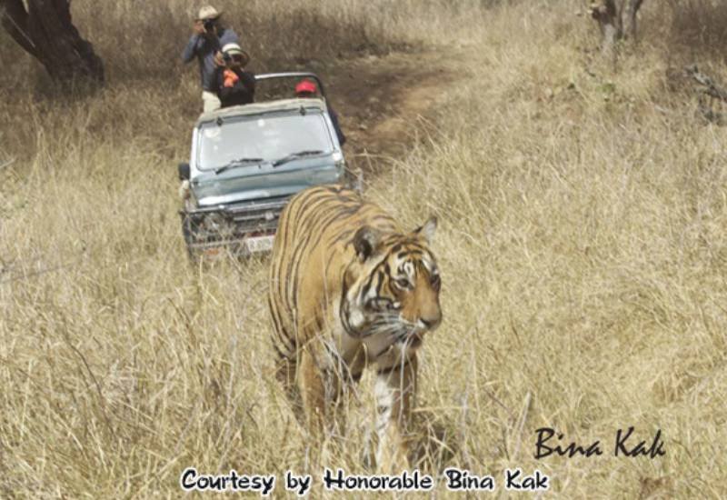 Jhalra Female — Ranthambore safari gallery photo