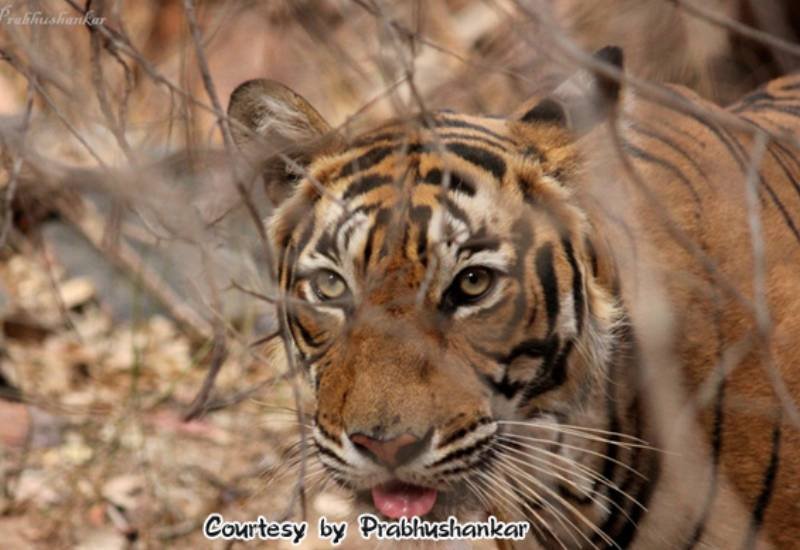 Jhalra Female — Ranthambore safari gallery photo