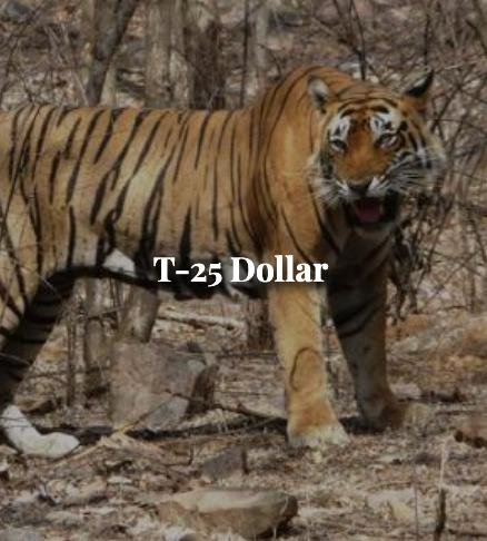 Dollar — Ranthambore tiger safari photo