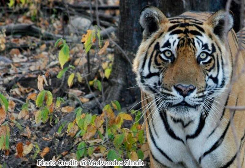Dollar — Ranthambore safari gallery photo
