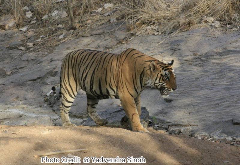 Dollar — Ranthambore safari gallery photo