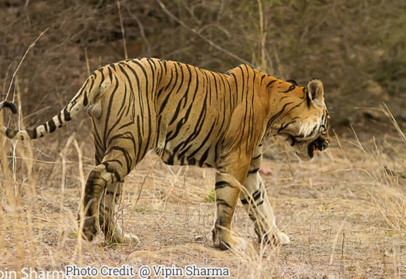 Dollar — Ranthambore safari gallery photo