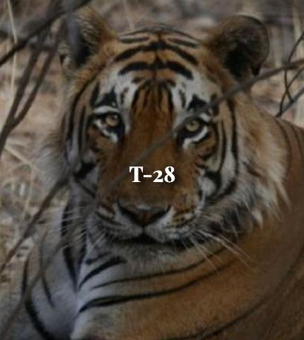 Sitara — Ranthambore tiger safari photo