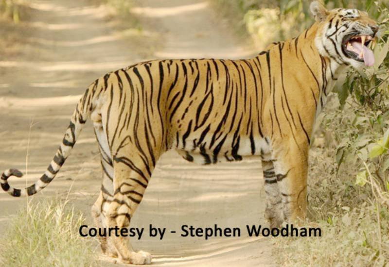 Sitara — Ranthambore safari gallery photo