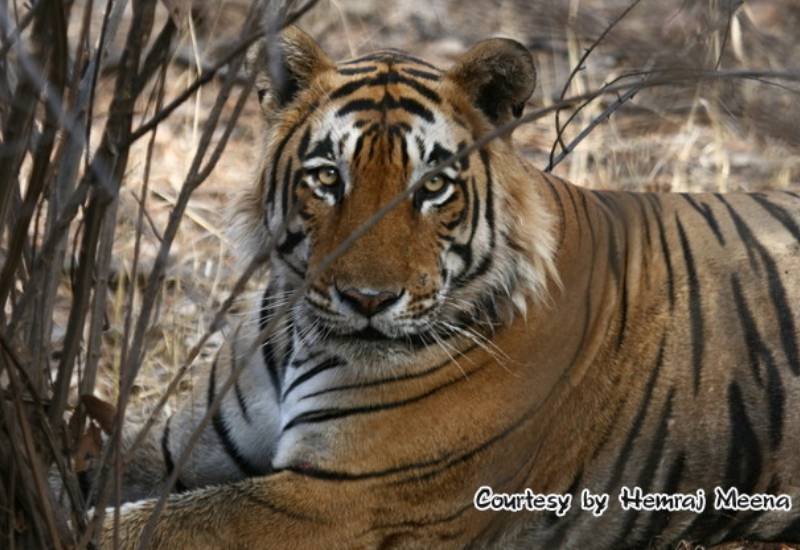 Sitara — Ranthambore safari gallery photo